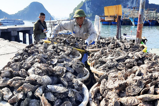 Một loại hải sản quý của Việt Nam được người nước ngoài mê tít: xuất khẩu tăng gần 100%, 'bỏ túi' 9 triệu USD trong 9 tháng đầu năm