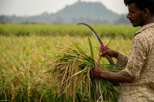 Sản lượng giảm mạnh, Ấn Độ khả năng cao kéo dài lệnh cấm xuất khẩu gạo 