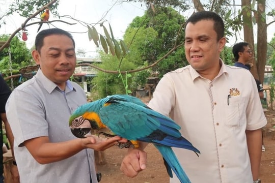 Người đàn ông cần tiền nên bán 6 con vẹt đang nuôi: Vài ngày sau cảnh sát vào cuộc điều tra, 2 người bị bắt giữ