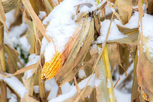 Lạnh bất thường, nông dân Trung Quốc như “ngồi trên đống lửa” vì nông sản phơi tuyết ngoài cánh đồng