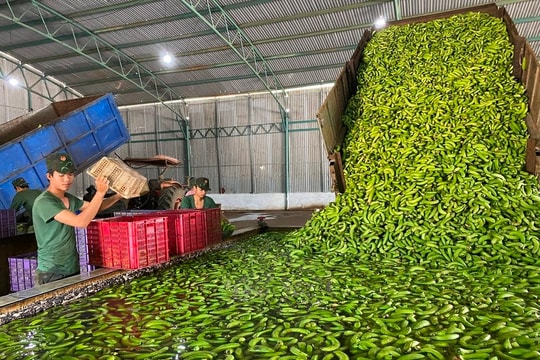 'Siêu thực phẩm' của Việt Nam khiến người Nhật dù khó tính nhất cũng phải khen vừa thơm vừa ngon, Trung Quốc tranh phần nhập khẩu giúp thu về hơn 200 triệu USD