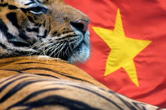 Asia Times: Việt Nam sẽ khẳng định tư cách cường quốc xuất khẩu công nghệ cao, một "con hổ châu Á" sắp xuất hiện
