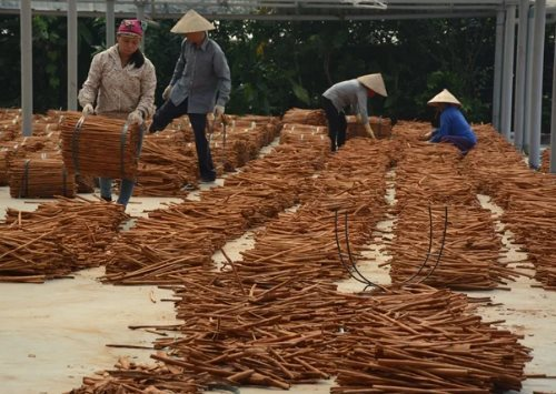 Việt Nam sở hữu 'báu vật' nông sản cực hiếm trên thế giới: Xuất khẩu 35% thị phần toàn cầu, thu về trăm triệu USD trong 10 tháng đầu năm