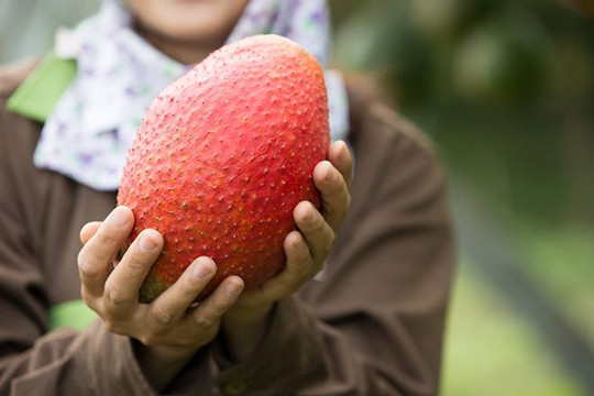 Việt Nam sở hữu 'loại quả từ thiên đường' khiến Trung Quốc mê không lối thoát, từ Á đến Âu coi như báu vật, xuất khẩu hàng nghìn tấn mỗi năm