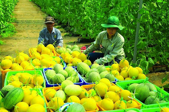 Alibaba.com muốn làm ‘cửa ngõ’ đưa sản phẩm nông nghiệp, thực phẩm Việt ra toàn cầu