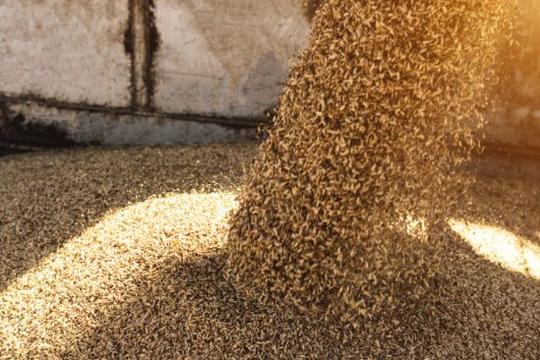 Sau gạo và đường, Ấn Độ lại khiến cả thế giới thấp thỏm vì một loại nông sản khác: Xuất khẩu xếp thứ 2 thế giới, Việt Nam cũng đang nhập khẩu hàng triệu tấn