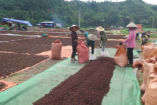 Lạng Sơn: Sức bật từ xây dựng chuỗi giá trị sản xuất tiêu thụ lĩnh vực lâm nghiệp