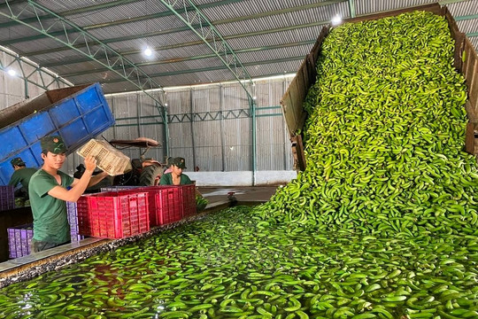 Việt Nam sở hữu loại 'trái cây hạnh phúc' khiến người Trung Quốc mê mẩn: xuất khẩu hơn 200 triệu USD, bầu Đức bán được gần 40 nghìn tấn trong tháng 10