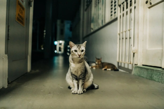 Mèo được nuôi "hợp pháp" tại các khu chung cư ở Singapore