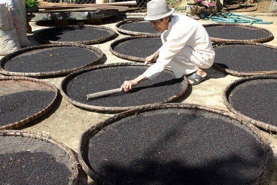 Một loại 'vàng đen' của Việt Nam bỗng ồ ạt đổ bộ Tây Phi: xuất khẩu tăng nóng hơn 200%, cả thế giới phụ thuộc vào Việt Nam