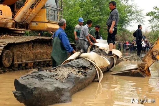 Lội sông bắt cá, người đàn ông vớt được khúc gỗ dài 8m, nặng 5 tấn: Chuyên gia khẳng định báu vật có tuổi đời 930 năm