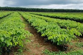 Dừng thí điểm cho hộ nông dân góp vốn trồng cây cao su bằng quyền sử dụng đất