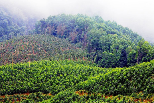 Bộ NN&PTNT ban hành phương pháp định khung giá rừng mới