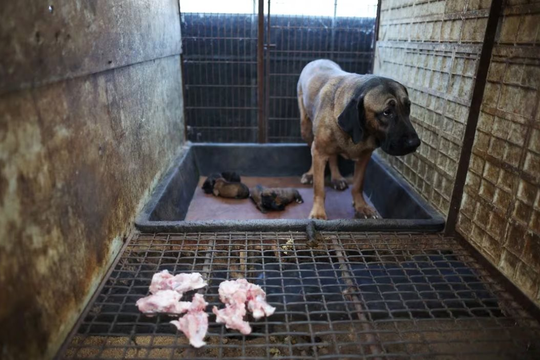 Hàn Quốc chính thức cấm thịt chó, người vi phạm có thể ngồi tù hoặc lĩnh án phạt gần 600 triệu đồng