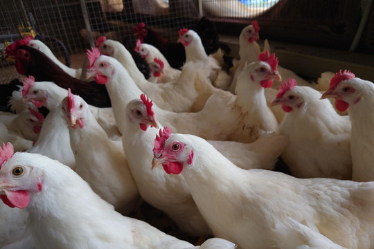 Hòa Phát bán 300 triệu quả trứng gà năm 2023, đã xuất khẩu sang Lào, Campuchia