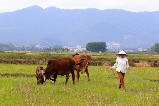 Lấy ý kiến quy hoạch trường đua ngựa tại Hà Nội