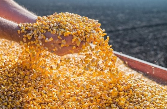Không thiếu đất trồng, một loại hạt vẫn liên tục tràn vào Việt Nam với giá siêu rẻ: Brazil là tay buôn lớn nhất, nước ta nhập khẩu top đầu thế giới