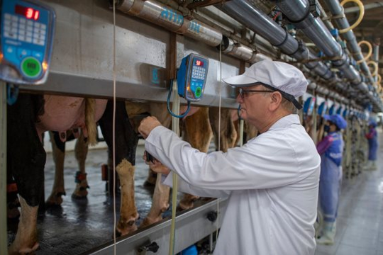 Tự chủ giống bò sữa, TH góp vai trò lớn giải bài toán khó của nông nghiệp Việt Nam