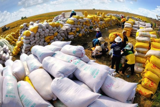 Xuất hiện 1 ‘cá mập’ mua gạo Việt với giá hơn 1.000 USD/tấn: Soán ngôi Trung Quốc trở thành khách hàng lớn thứ 2, nhập khẩu tăng hơn 16.000%