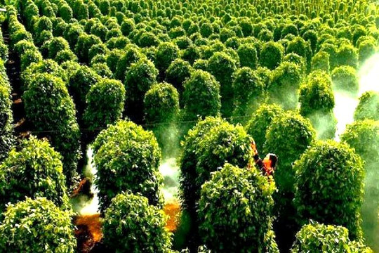Đức bất ngờ săn lùng hàng trăm tấn 'vàng trên cây' của Việt Nam: tăng nhập khẩu hơn 400%, giá lập đỉnh giúp người dân trúng đậm