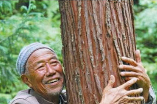 Lão nông phát hiện 3 cây gỗ quý hơn 1.000 năm tuổi trong vườn nhà, thương gia ra giá hơn 900 tỷ đồng mua trọn nhưng bị chuyên gia ngăn lại: "Tuyệt đối đừng bán"