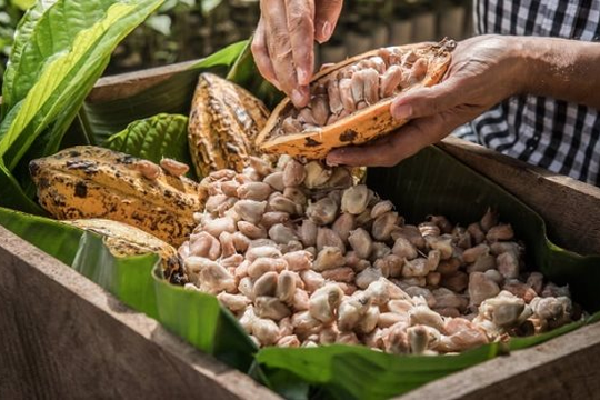 Loại nông sản ‘làm giàu mới’ cho nông dân Việt Nam đang lên 'cơn khát' khắp châu lục: 1 tấn đắt hơn 4 lượng vàng, hương vị tốt hàng đầu thế giới