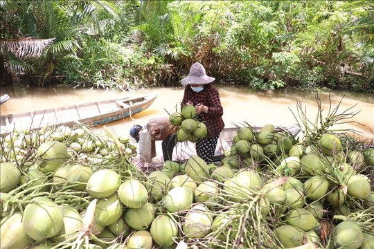 Lần đầu tiên Dừa được 'tôn' là cây kinh tế chủ lực chạm mốc 1 tỷ USD xuất khẩu, 'đại gia' 40 triệu lít nước dừa được 'bơm' thêm vốn xanh