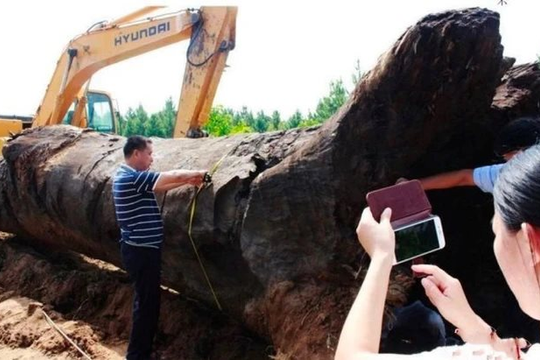 Người đàn ông “khoe” đào được 20 cây gỗ tỏa mùi thơm dưới ao: Cây dài nhất 25m, tổng giá trị ước tính hơn 1.752 tỷ đồng