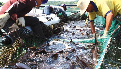 Kho báu ngoài khơi của Việt Nam được 2/3 thế giới săn đón: Thu hơn 400 triệu USD trong quý 1, Mỹ, Trung Quốc chốt đơn nhiều nhất