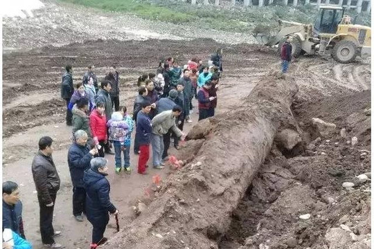 Anh nông dân đào được cây gỗ "đen sì" dài 20m, nghi là "Đông phương thần mộc" trị giá hơn 350 tỷ đồng, hiện trường lập tức được phong tỏa