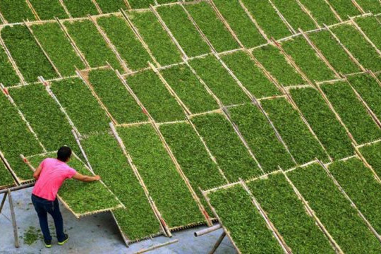 Sở hữu diện tích trồng lớn gấp 14 lần, Trung Quốc vẫn ồ ạt gom "kho vàng xanh" của Việt Nam, xuất khẩu tăng mạnh hơn 200%