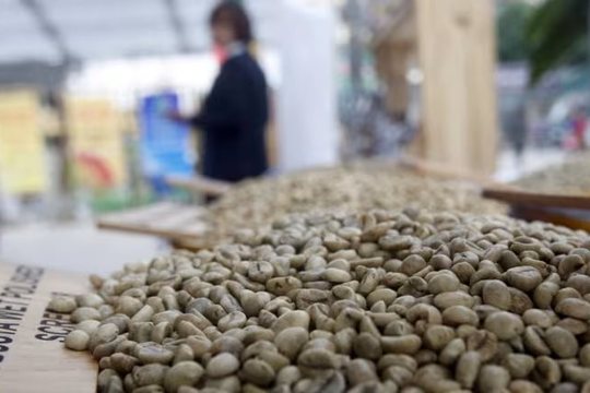 Nikkei: Giá cà phê toàn cầu lập đỉnh vì nông dân Việt Nam làm điều này