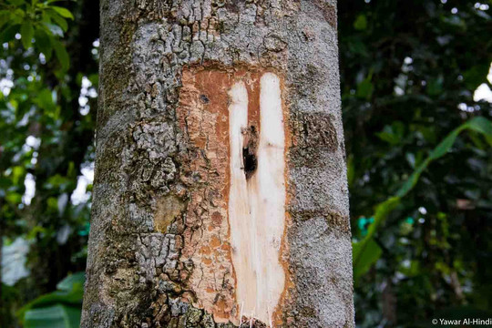 Loại “gỗ của thần” có giá hơn 2 tỉ/kg vẫn khiến cả thế giới săn lùng: Báo Malaysia thán phục người Việt Nam vì nghĩ ra cách sản xuất độc nhất