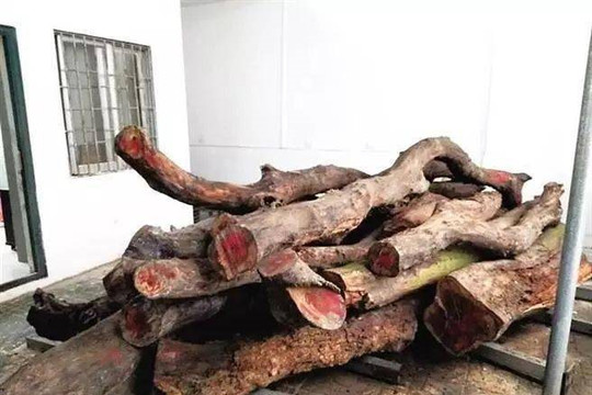 Hai cây gỗ được bán với giá 50 tỷ đồng: Nhiều người bàng hoàng, tiếc nuối khi từng dùng báu vật để... nhóm lò