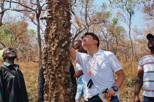 Loại gỗ hiếm có bậc nhất thế giới: Mất 200 năm mới trưởng thành, khó chế tác, giá hơn 300 triệu/m3 nhưng nguồn cung lúc nào cũng trong tình trạng cháy hàng