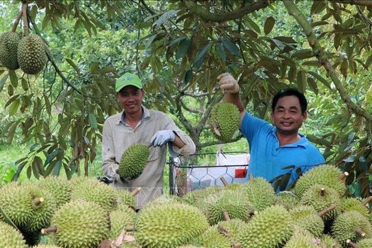 Nắng nóng gay gắt, sầu riêng mất mùa đẩy giá tăng cao