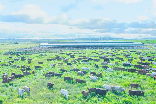 Công ty nông nghiệp của ông Trần Bá Dương lần đầu báo lãi sau 2 năm lỗ nặng