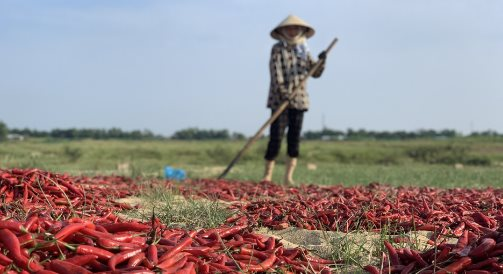 Loại quả dân dã ‘một vốn mười lời’ được Trung Quốc, Lào đua nhau săn lùng: Thu về hàng chục triệu USD kể từ đầu năm, nước ta cùng Ấn Độ nắm trùm toàn cầu