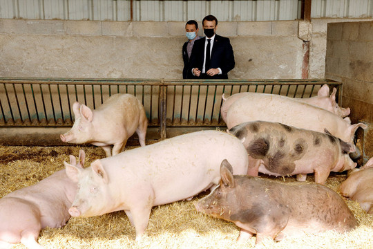 Trung Quốc bắt đầu trả đũa việc EU đánh thuế xe điện, thịt lợn là nạn nhân đầu tiên