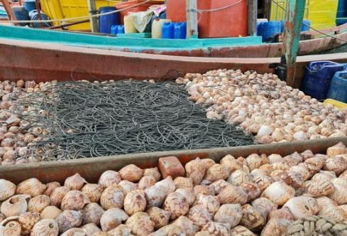 Việt Nam sở hữu hàng trăm triệu USD ‘trôi dạt’ ngoài khơi được Hàn Quốc liên tục săn lùng: Thu hơn 200 triệu USD từ đầu năm, Nhật Bản, Thái Lan cũng đều mê