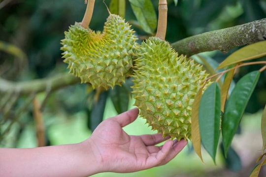 Trồng loại cây "bán giá nào cũng lãi" giống bầu Đức nhưng Trung Quốc vẫn chưa thành công: sản lượng ít, không vị, giá bán lại đắt đỏ