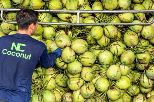 Dừa tươi Việt sắp có ‘visa’ sang Trung Quốc, người Thái lo mất miếng bánh tỷ USD giống sầu riêng