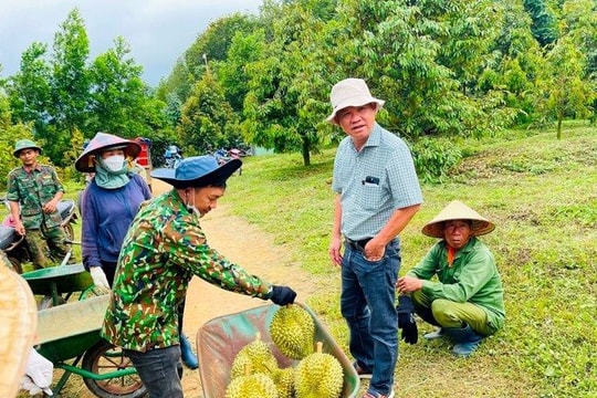 Sở hữu 700 ha thu hoạch nghịch vụ, loại cây 'bán giá nào cũng lãi' của bầu Đức sắp thu bộn nhờ ‘một mình một chợ’