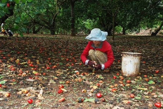 Cứu tinh từ Campuchia, châu Phi đổ bộ giúp Việt Nam xưng vương ở ngành hàng này: chi hơn 1 tỷ thu mua, nguy cơ 'bùng kèo' vẫn rình rập các doanh nghiệp