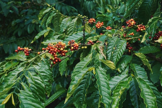 Xuất khẩu cà phê lớn thứ hai và sản xuất cà phê Robusta hàng đầu thế giới, ngành cà phê Việt đang phải chống chọi với những áp lực gì?