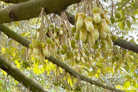 Chưa từng có: Loại quả "vua của các loại vua" bất ngờ xuống giá, rẻ hơn cả hàng bình dân