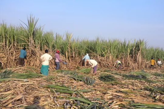 Không phải gạo, Ấn Độ cấm xuất khẩu loại hàng hoá quan trọng năm thứ 2 liên tiếp, nguồn cung toàn cầu bị thắt chặt