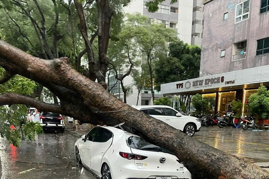 Ô tô bị cây đè trúng do bão Yagi được đền bù ra sao? 