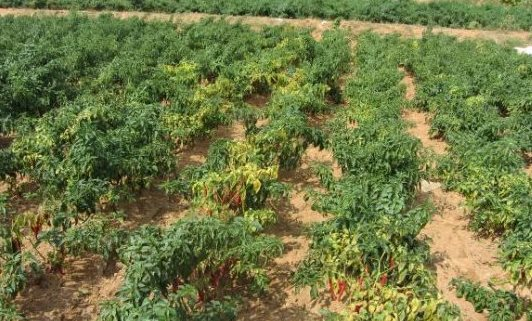 Loại quả trồng rải rác khắp các tỉnh thành Việt Nam hóa ra là sản vật triệu đô: Trung Quốc, Lào đua nhau săn lùng, thu hơn 20 triệu USD kể từ đầu năm