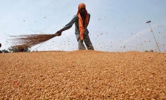 Vì sao Việt Nam nhập khẩu hơn 600.000 tấn một loại hạt từ Ukraine, tăng hơn 2.400%?
